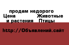 продам недорого › Цена ­ 1 000 -  Животные и растения » Птицы   